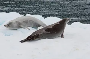 Lobodon: Antarctica, Antarctic Penninsula. Crabeater