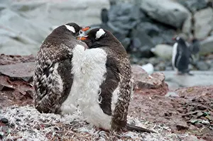 Molt: Antarctica, Antarctic Penninsula. Gentoo