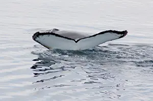 Penninsula: Antarctica, Antarctic Penninsula. Humpback