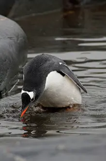 Penninsula: Antarctica, Antarctic Penninsula. Petermann