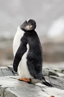 Penninsula: Antarctica, Antarctic Penninsula. Petermann