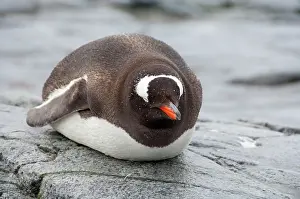 Penninsula: Antarctica, Antarctic Penninsula. Petermann