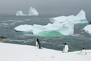 Penninsula: Antarctica, Antarctic Penninsula. Petermann