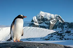 Anvers: Antarctica, Anvers Island, Gentoo Penguin