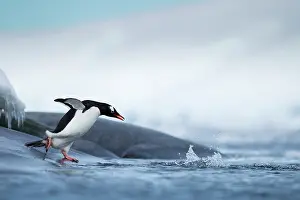 Anvers: Antarctica, Anvers Island, Gentoo Penguin