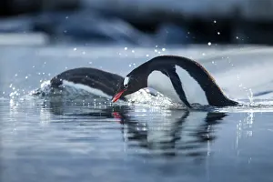 Anvers: Antarctica, Anvers Island, Gentoo Penguins