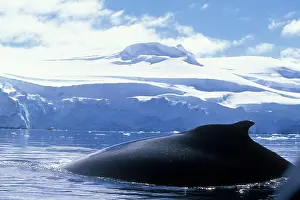 Humpback: Antarctica, Anvers Island, Humpback Whale