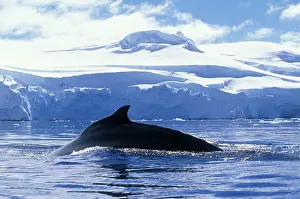 Humpback: Antarctica, Anvers Island, Humpback Whale