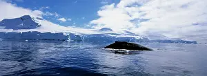 Humpback: Antarctica, Anvers Island, Humpback Whale