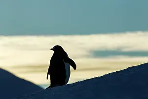Anvers: Antarctica, Anvers Island, Silhouette of