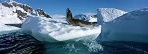 Lemaire: Antarctica, Boothe Island, Leopard Seal