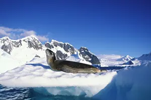 Lemaire: Antarctica, Boothe Island, Leopard Seal
