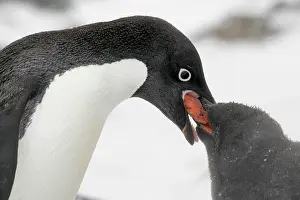 Krill: Antarctica, Brown Bluff. Adelie penguin