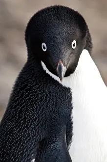 Attitude: Antarctica, Brown Bluff. Adelie Penguins