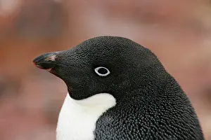 Morris: Antarctica, Brown Bluff. Close-up profile
