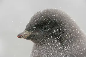 Morris: Antarctica, Brown Bluff. Portrait of adelie
