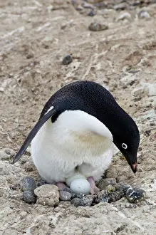 Adare: Antarctica, Cape Adare. Adelie Penguins