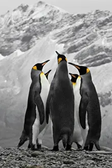 Georgia: Antarctica. A conference of King Penguins