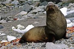 Arctocephalus: Antarctica, Cuverville Island. Antarctic