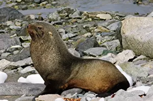 Arctocephalus: Antarctica, Cuverville Island. Antarctic