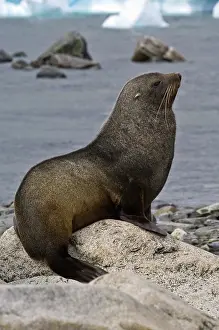 Arctocephalus: Antarctica, Cuverville Island. Antarctic