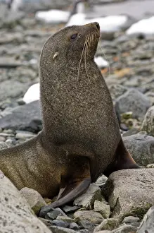 Arctocephalus: Antarctica, Cuverville Island. Antarctic