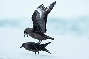 Skua: Antarctica, Cuverville Island, Brown Skuas