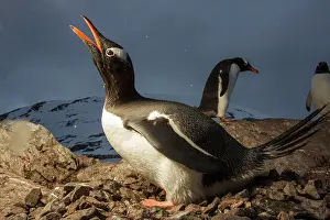 Flash: Antarctica, Cuverville Island, Flash-lit