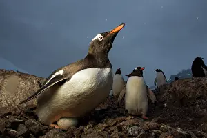 Flash: Antarctica, Cuverville Island, Flash-lit