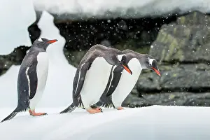 Gentoo: Antarctica, Cuverville Island, Three Gentoo