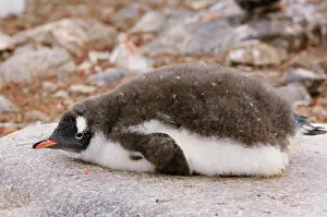 Frigid: Antarctica, Cuverville Island. Gentoo penguin