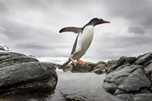 Cuverville: Antarctica, Cuverville Island, Gentoo Penguin