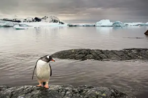 Pensive: Antarctica, Cuverville Island, Gentoo Penguin