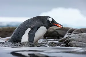 Cuverville: Antarctica, Cuverville Island, Gentoo Penguin