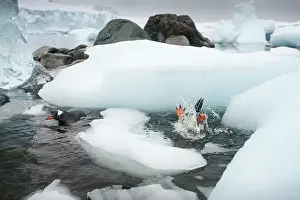 Flipper: Antarctica, Cuverville Island, Gentoo Penguin