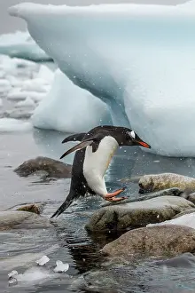 Cuverville: Antarctica, Cuverville Island, Gentoo Penguin