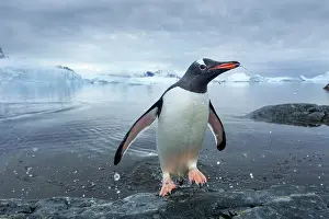 Shock: Antarctica, Cuverville Island, Gentoo Penguin