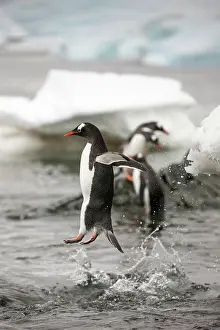 Surprise: Antarctica, Cuverville Island, Gentoo Penguin