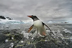 Cuverville: Antarctica, Cuverville Island, Gentoo Penguin
