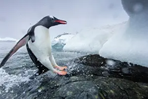 Cuverville: Antarctica, Cuverville Island, Gentoo Penguin