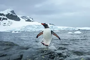 Cuverville: Antarctica, Cuverville Island, Gentoo Penguin