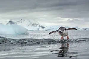 Surprise: Antarctica, Cuverville Island, Gentoo Penguin