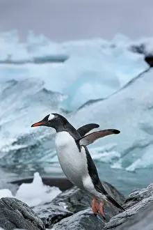 Cuverville: Antarctica, Cuverville Island, Gentoo Penguin