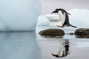 Cuverville: Antarctica, Cuverville Island, Gentoo Penguin