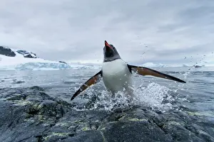 Cuverville: Antarctica, Cuverville Island, Gentoo Penguin