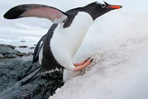 Cuverville: Antarctica, Cuverville Island, Gentoo Penguin