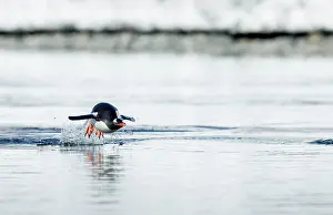 Porpoising: Antarctica, Cuverville Island, Gentoo Penguin