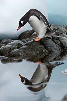 Stillness: Antarctica, Cuverville Island, Gentoo Penguin
