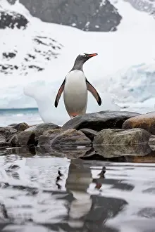Cuverville: Antarctica, Cuverville Island, Gentoo Penguin
