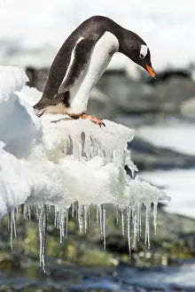 Anxious: Antarctica, Cuverville Island, Gentoo Penguin